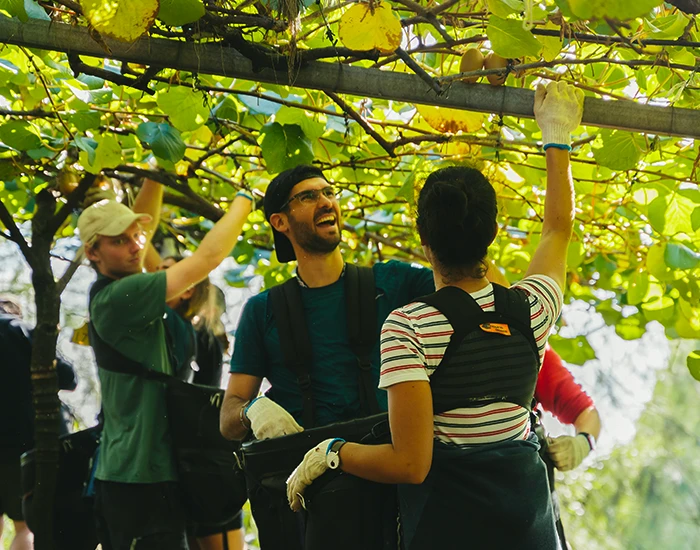 Two kiwifruit harvest staff under kiwifruit vine reaching up to pick fruit. One is laughing and having a good time.