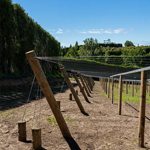 Fresh orchard canopy structure before vines are planted.