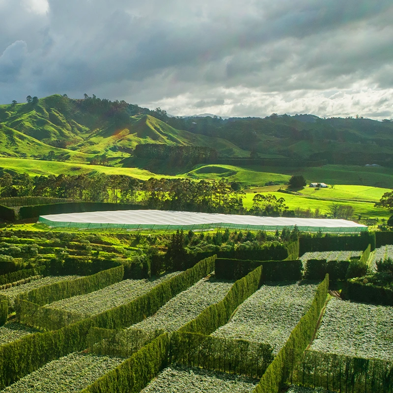 Aerial imagery showing scale of overhead shelter installed by Brix. White shelter cloth can be seen surrounded by green tree and surrounding kiwifruit orchards