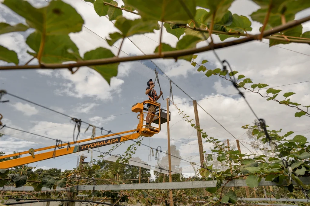 A Brix staff member shown using large crimping tool to join two parts of overhead shelter system on Aongatete orchard development