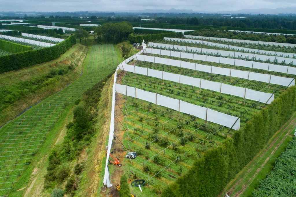 Aerial photograph overlooking a kiwifruit orchard. Long white vertical shelters can be seen protecting the fruit from winds.